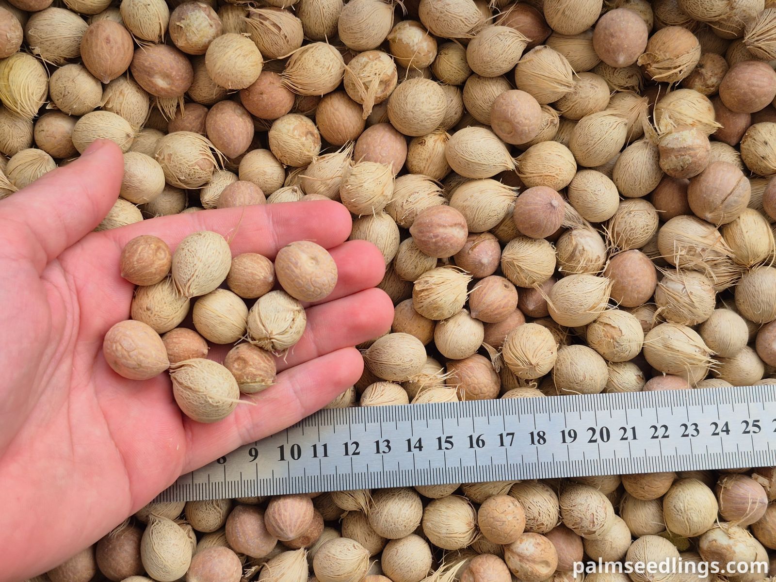 Dypsis decaryi Seeds