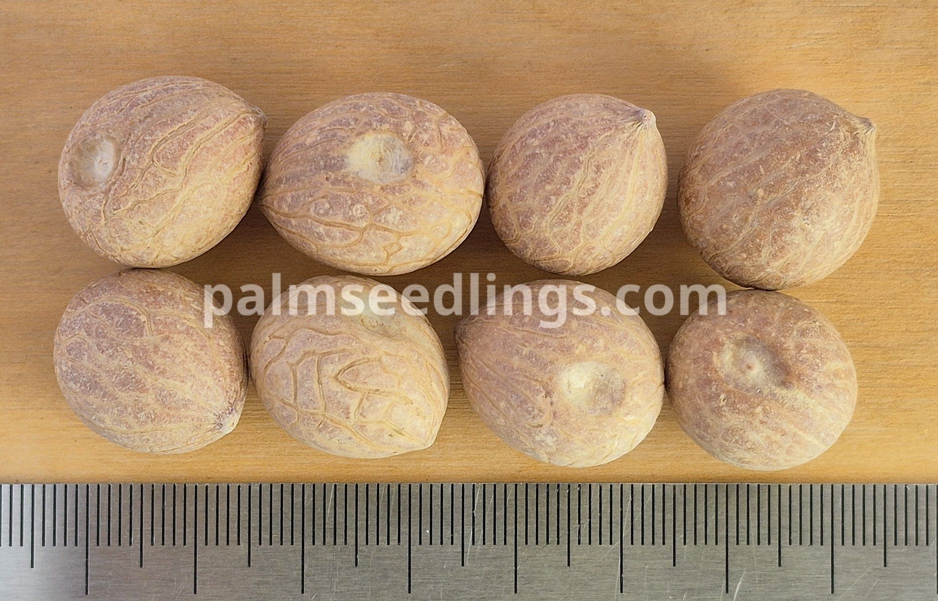 Dypsis decaryi Triangle Palm Seeds