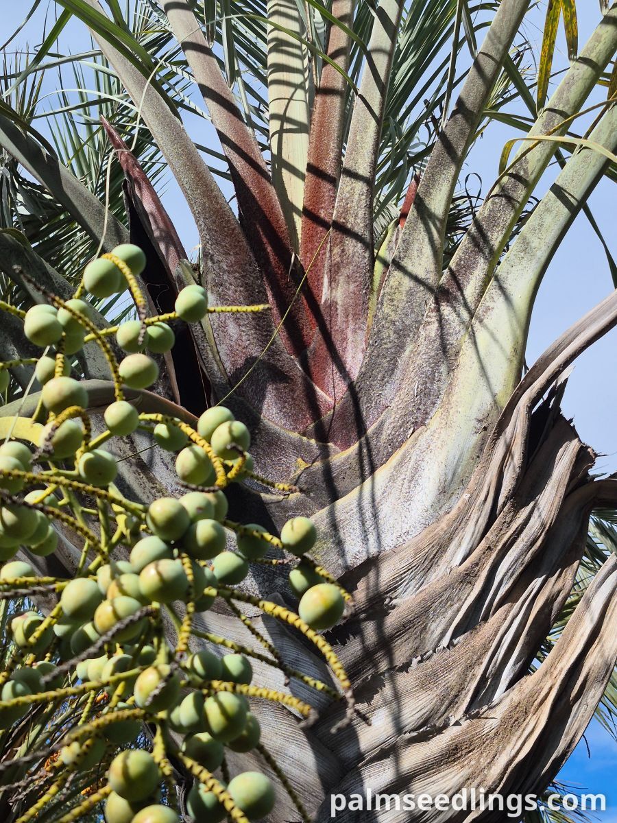 Dypsis decaryi