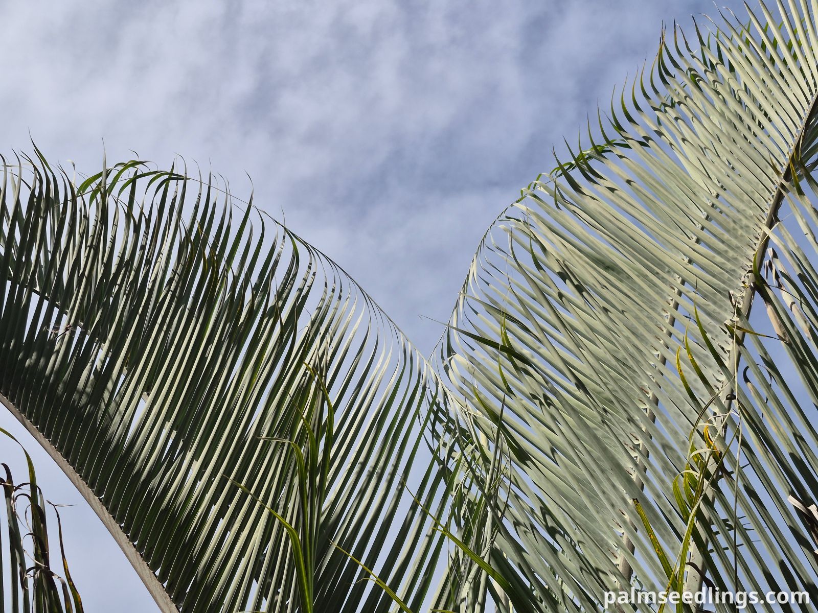 triangle palm leaves