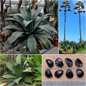Agave-Salmiana-Var.-Ferox-