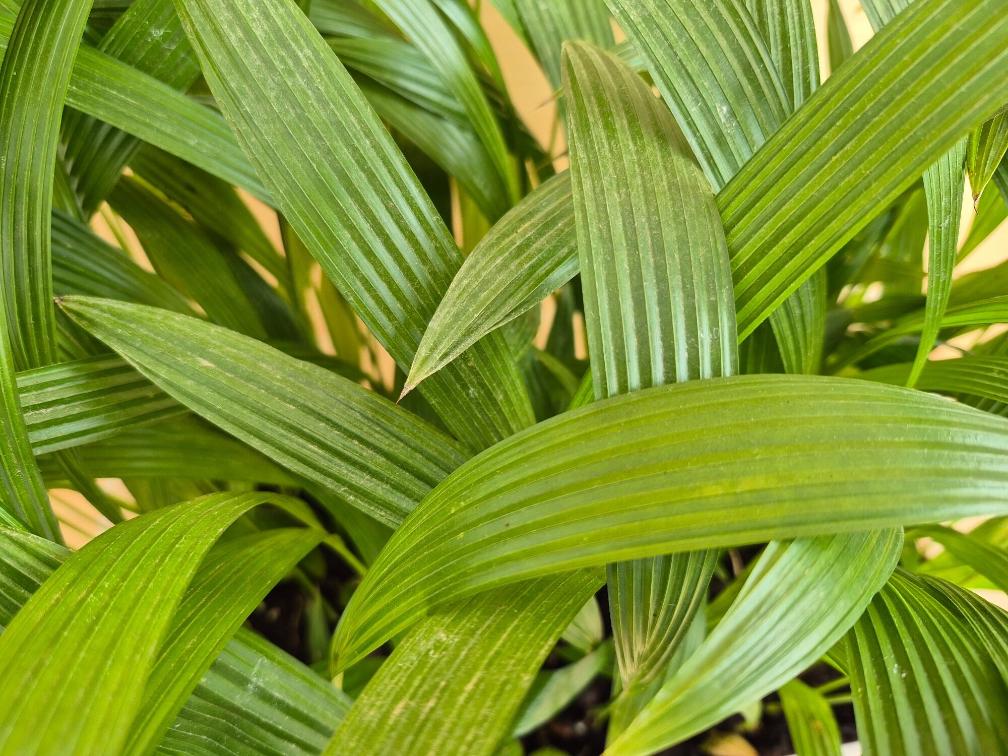 Livistona Chinensis