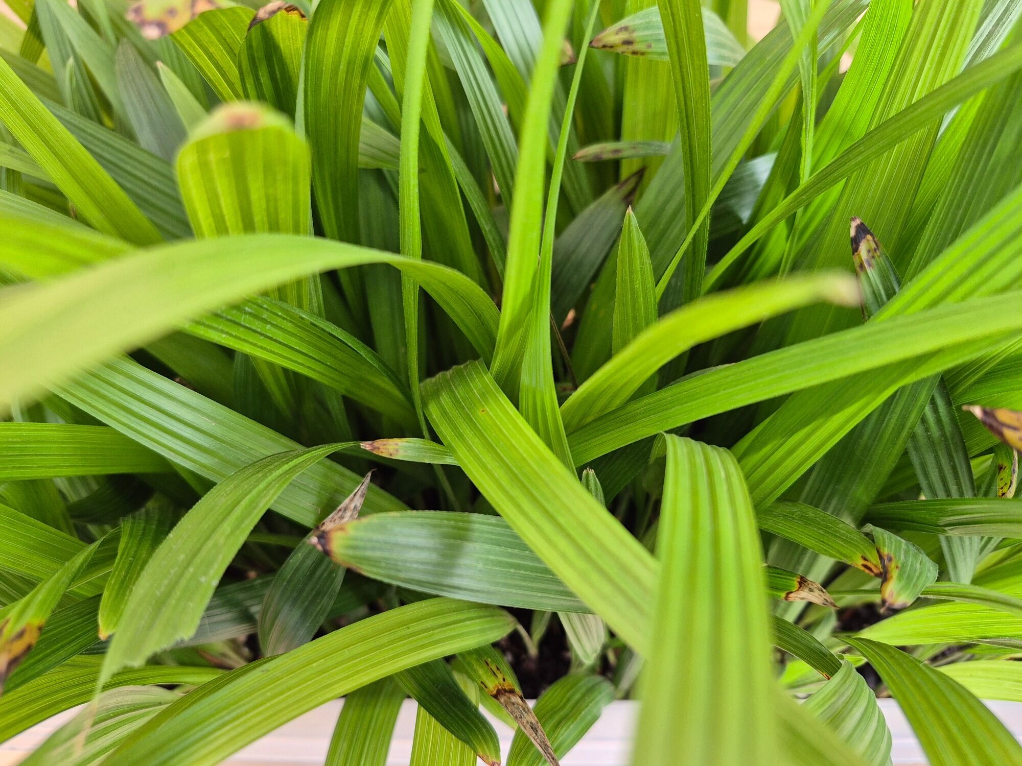 Trachycarpus Fortunei