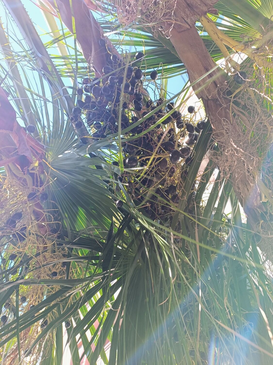 Livistona chinensis var. subglobosa