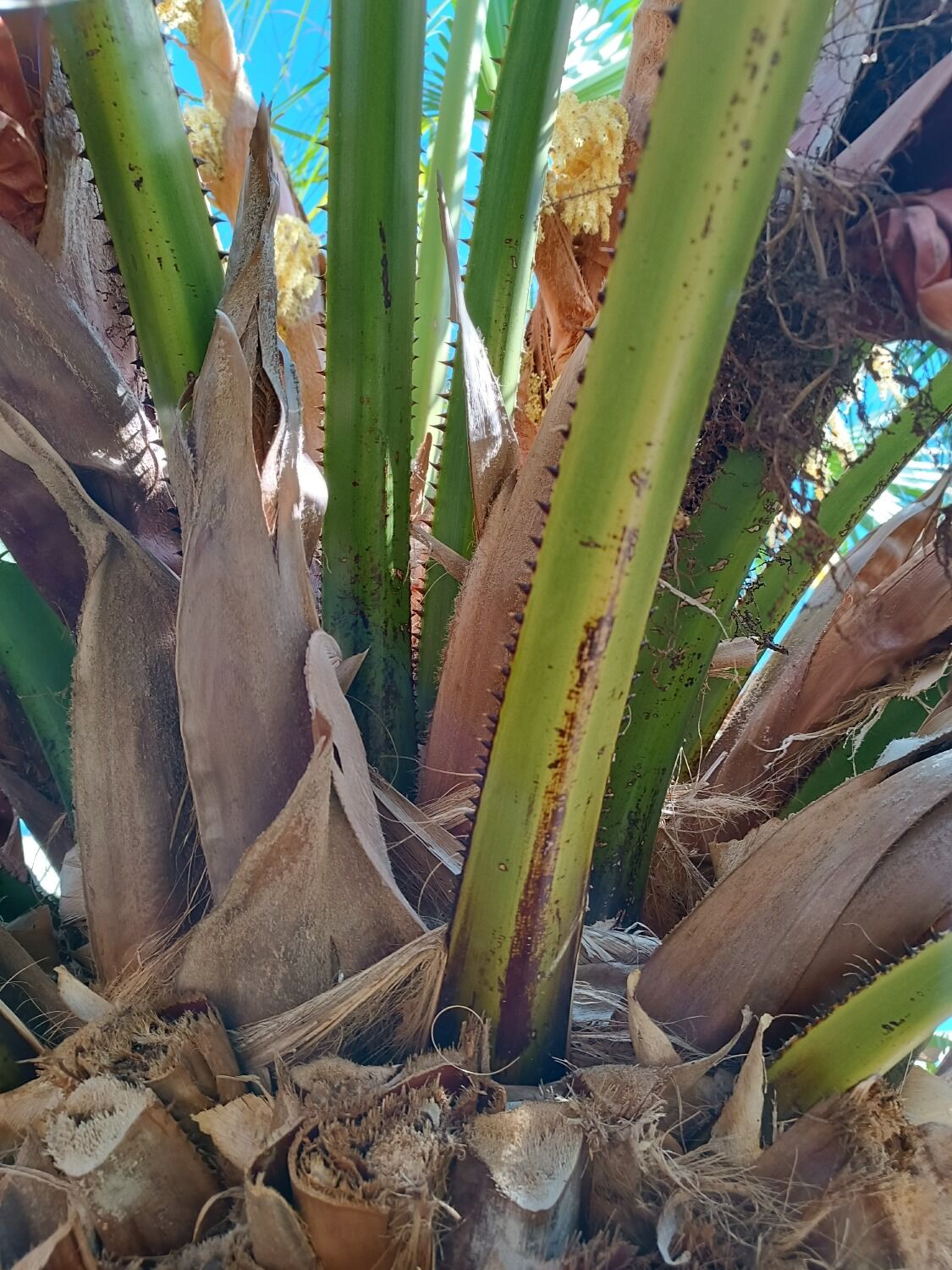 Livistona chinensis var. subglobosa