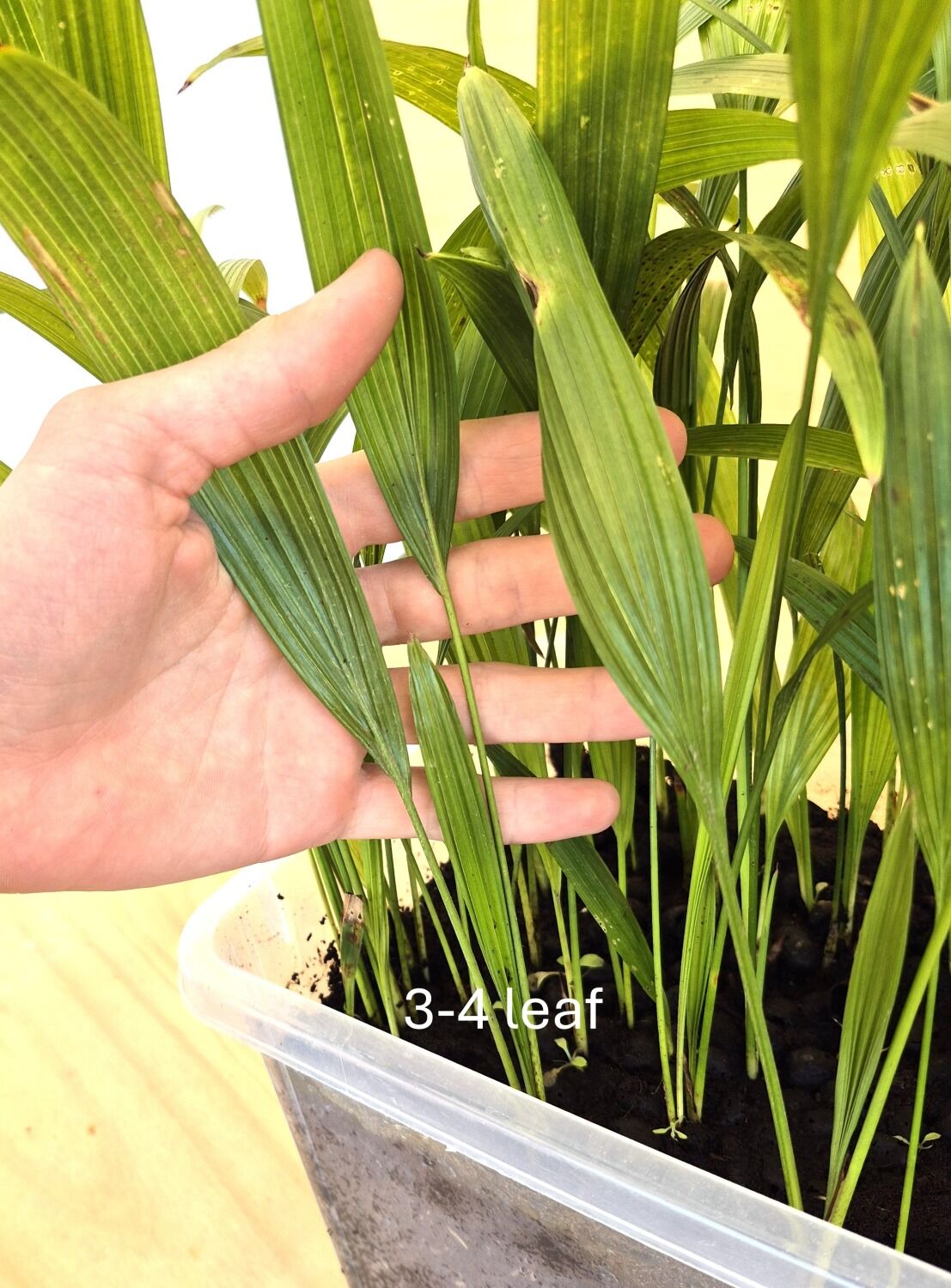 Livistona chinensis var. subglobosa s