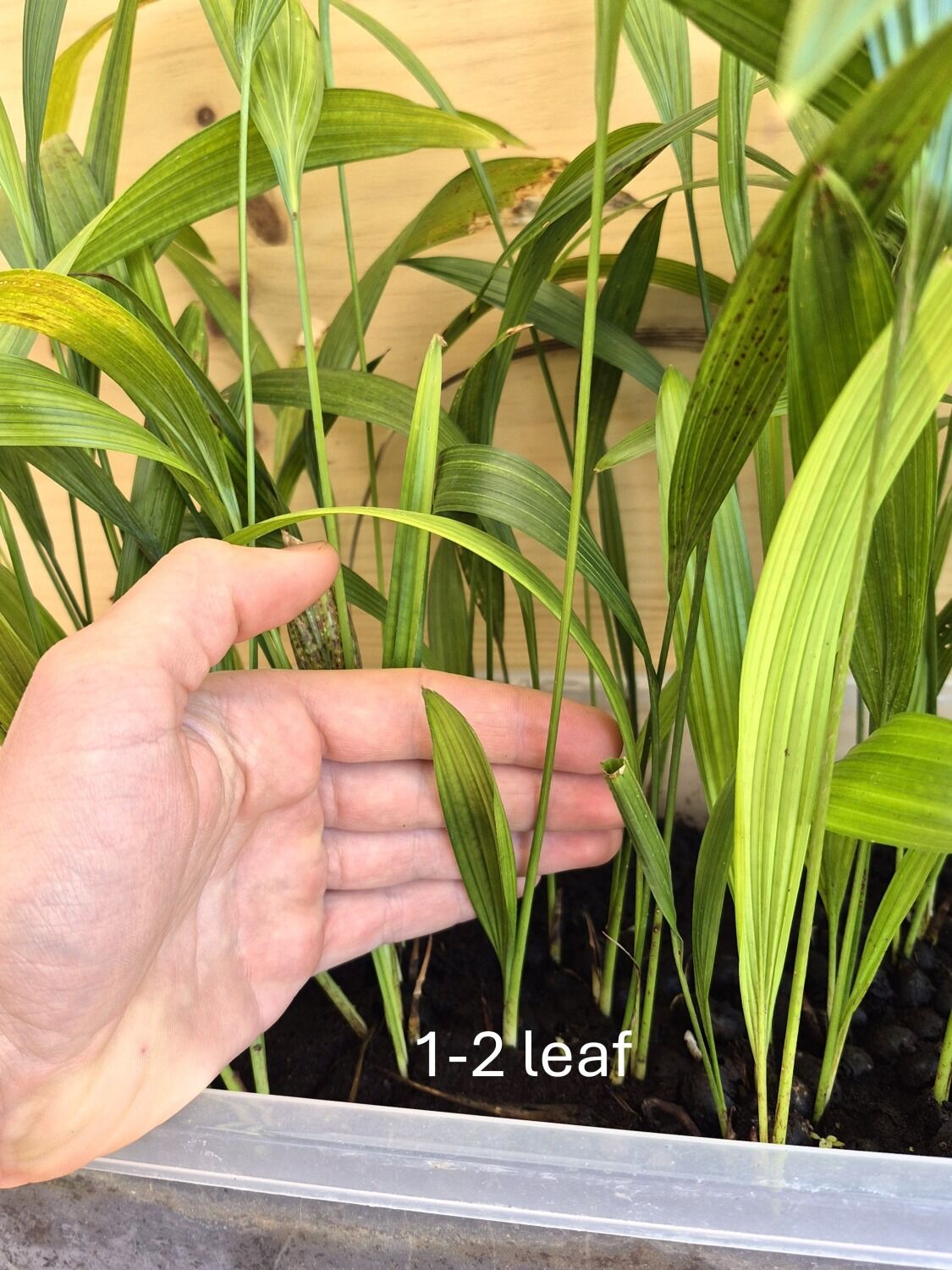 Livistona chinensis var. subglobosa s