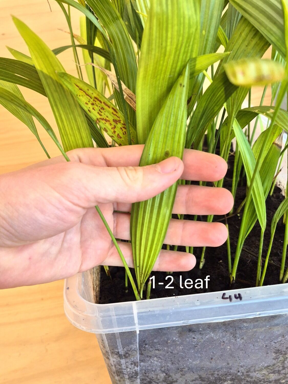 Livistona chinensis var. subglobosa s