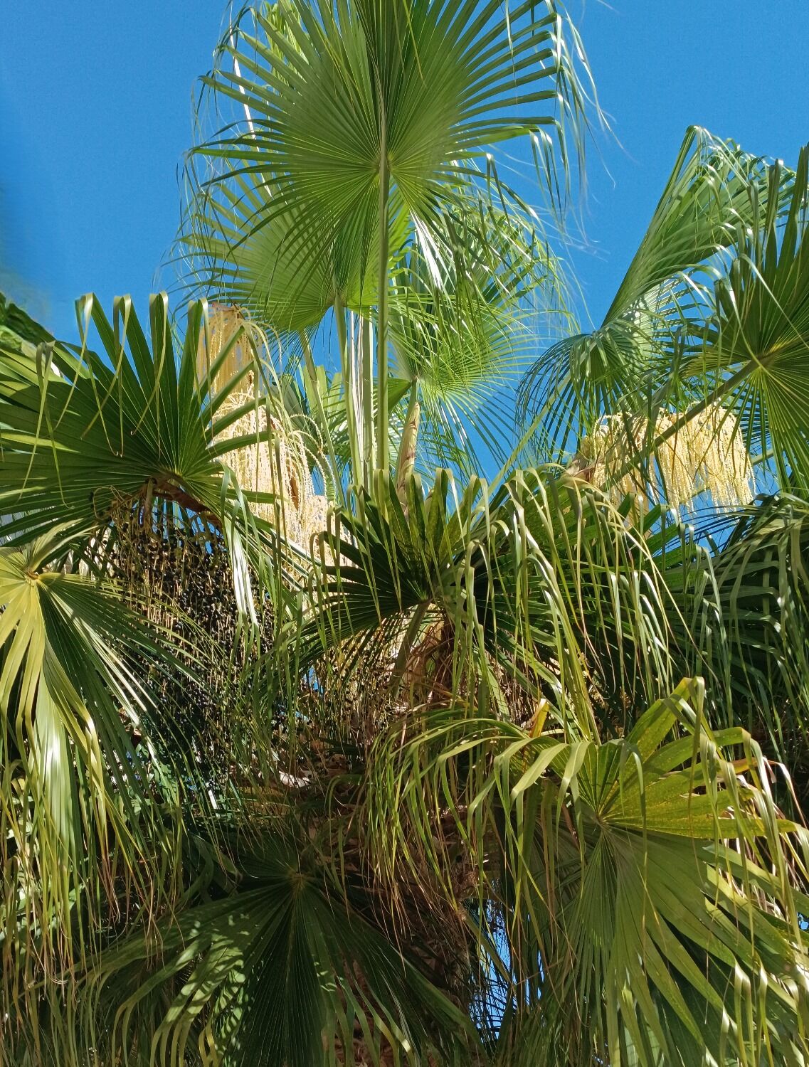 Livistona chinensis var. subglobosa