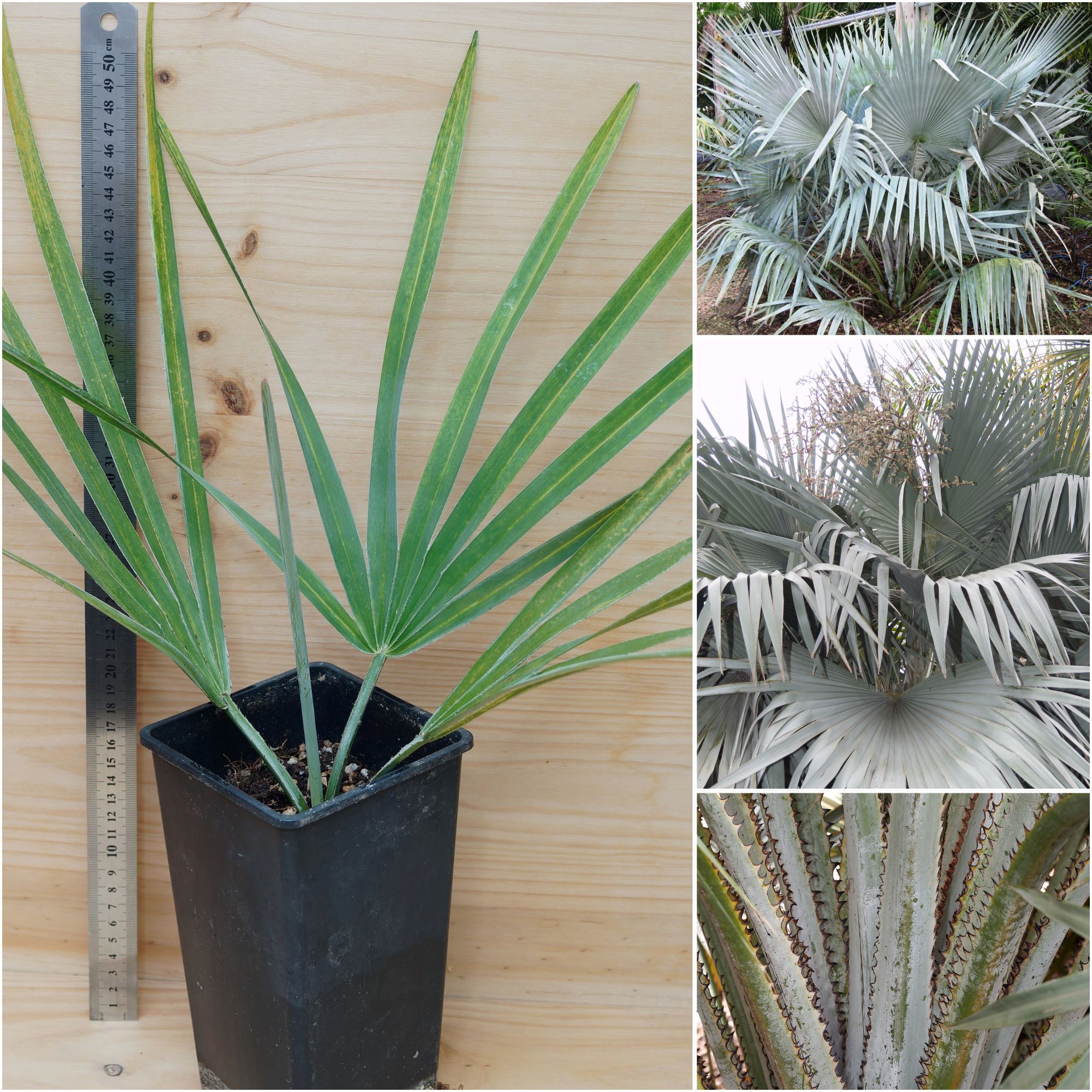 Copernicia hospita Cuban Wax Palm