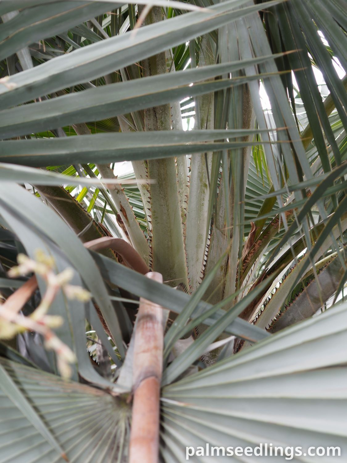 Copernicia hospita Cuban Wax Palm...