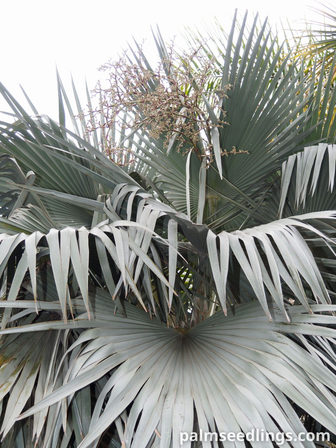Copernicia hospita Cuban Wax Palm.