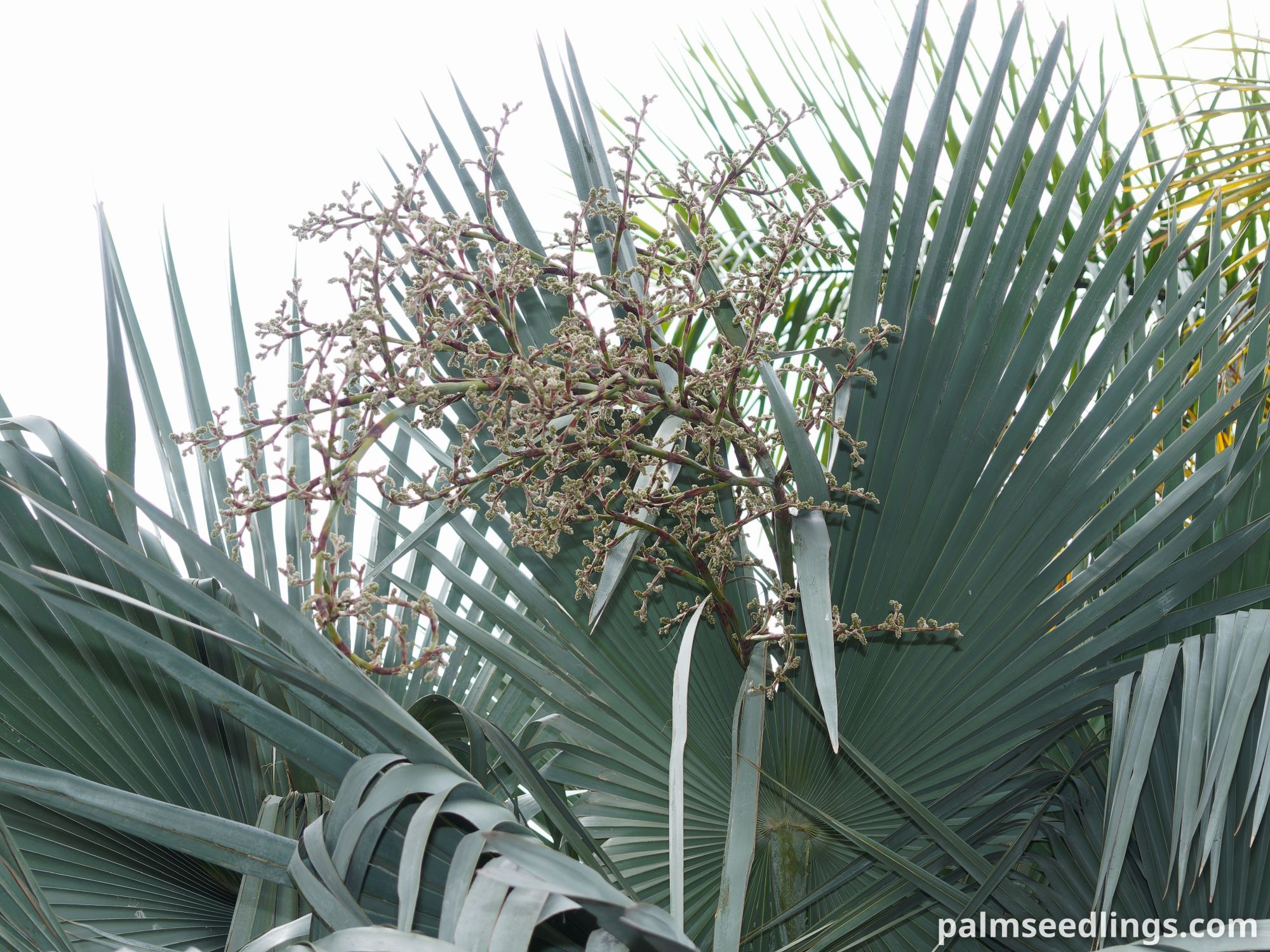 Copernicia hospita Cuban Wax Palm