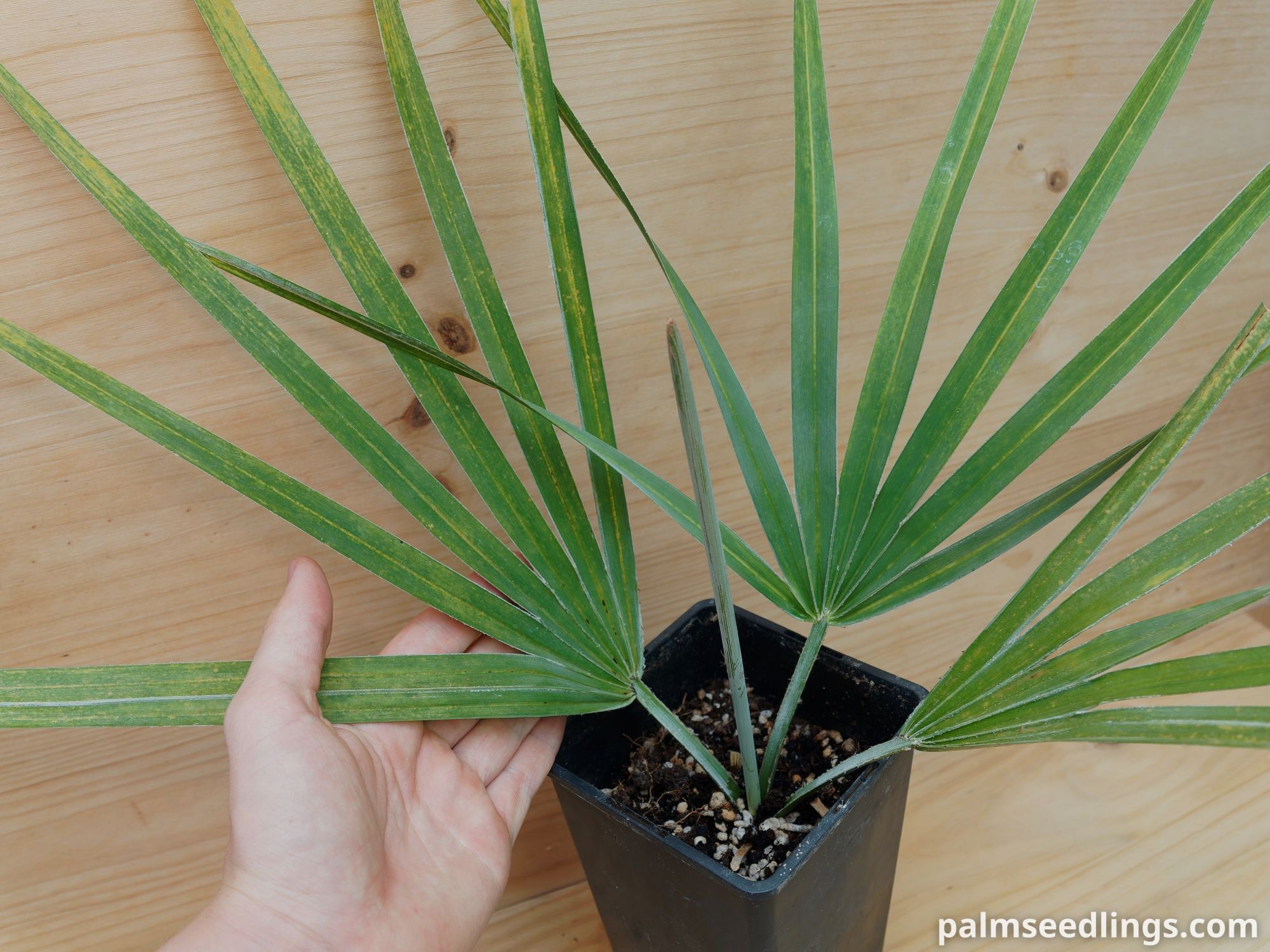 Copernicia hospita Cuban Wax Palm