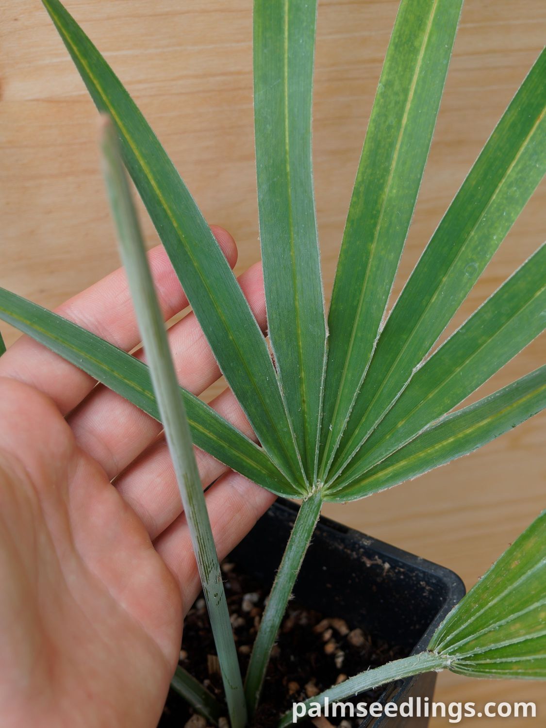 Copernicia hospita Cuban Wax Palm small leaf