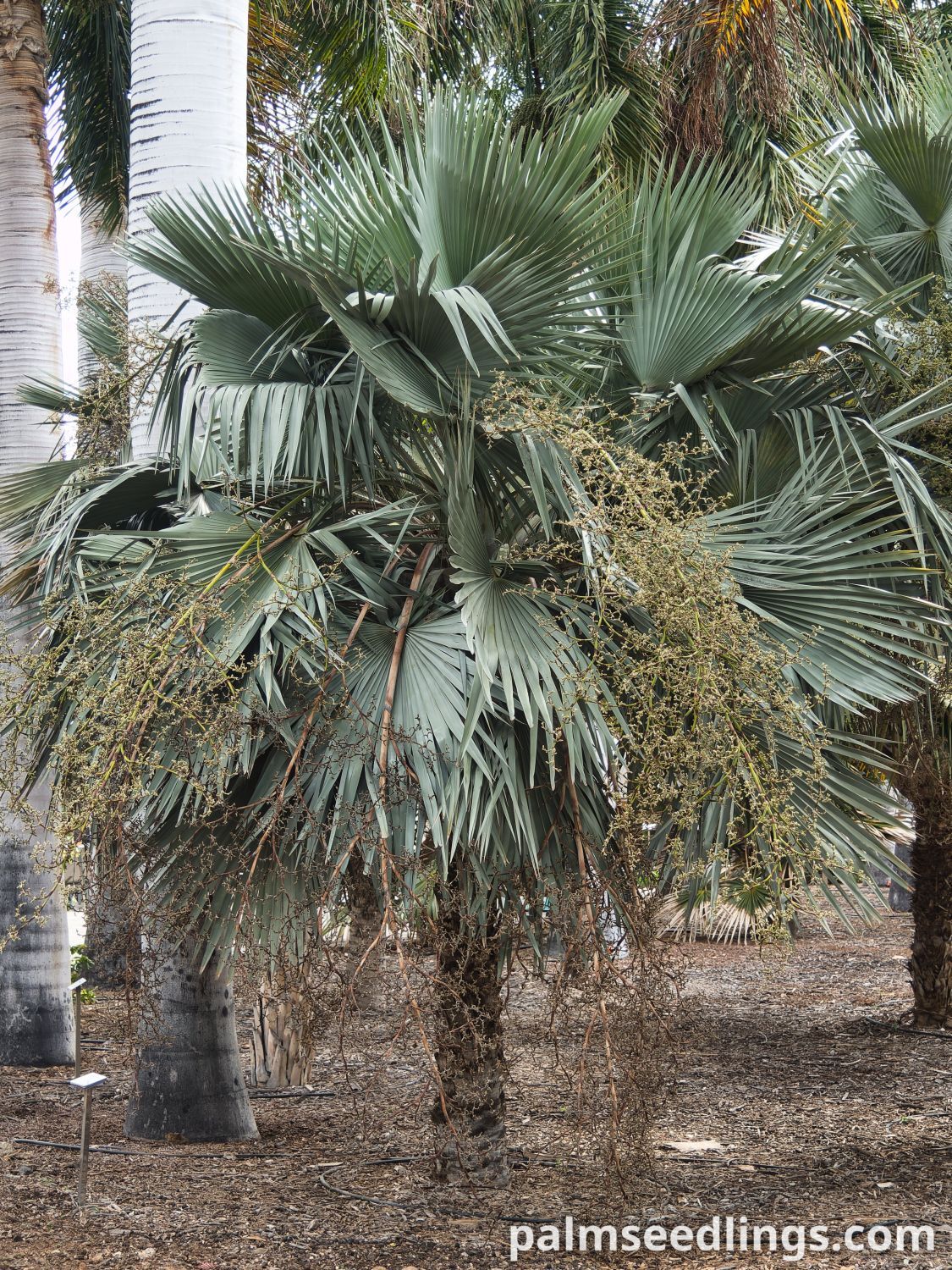 Copernicia hospita Cuban Wax Palm with fruits