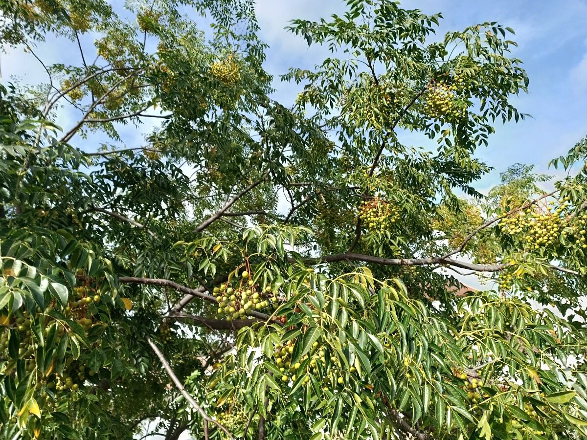 Melia azedarach Chinaberry Tree ()