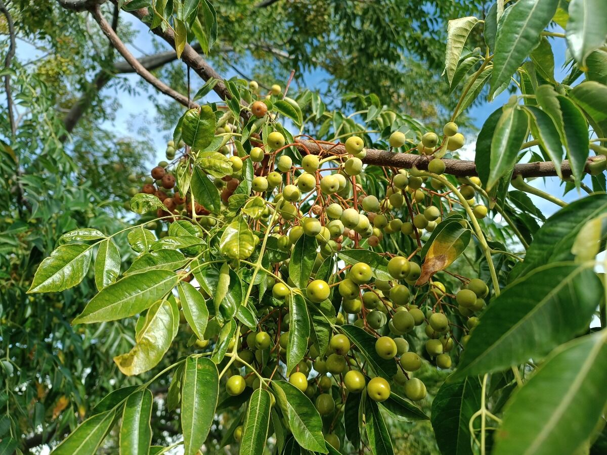 Melia azedarach Chinaberry Tree ()