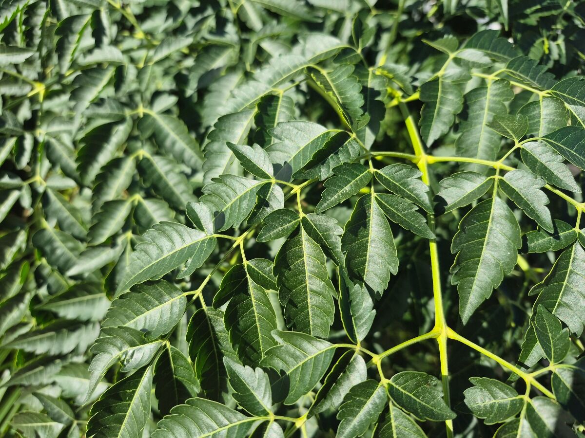 Melia azedarach Chinaberry Tree ()