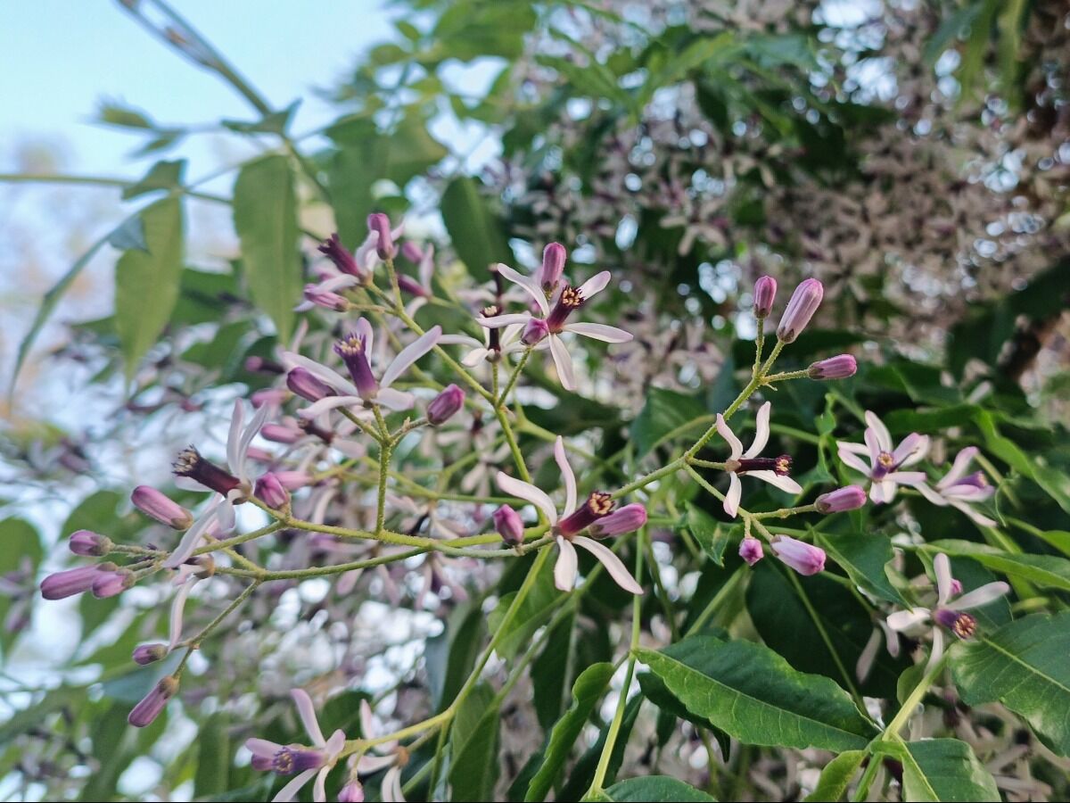Melia azedarach Chinaberry Tree
