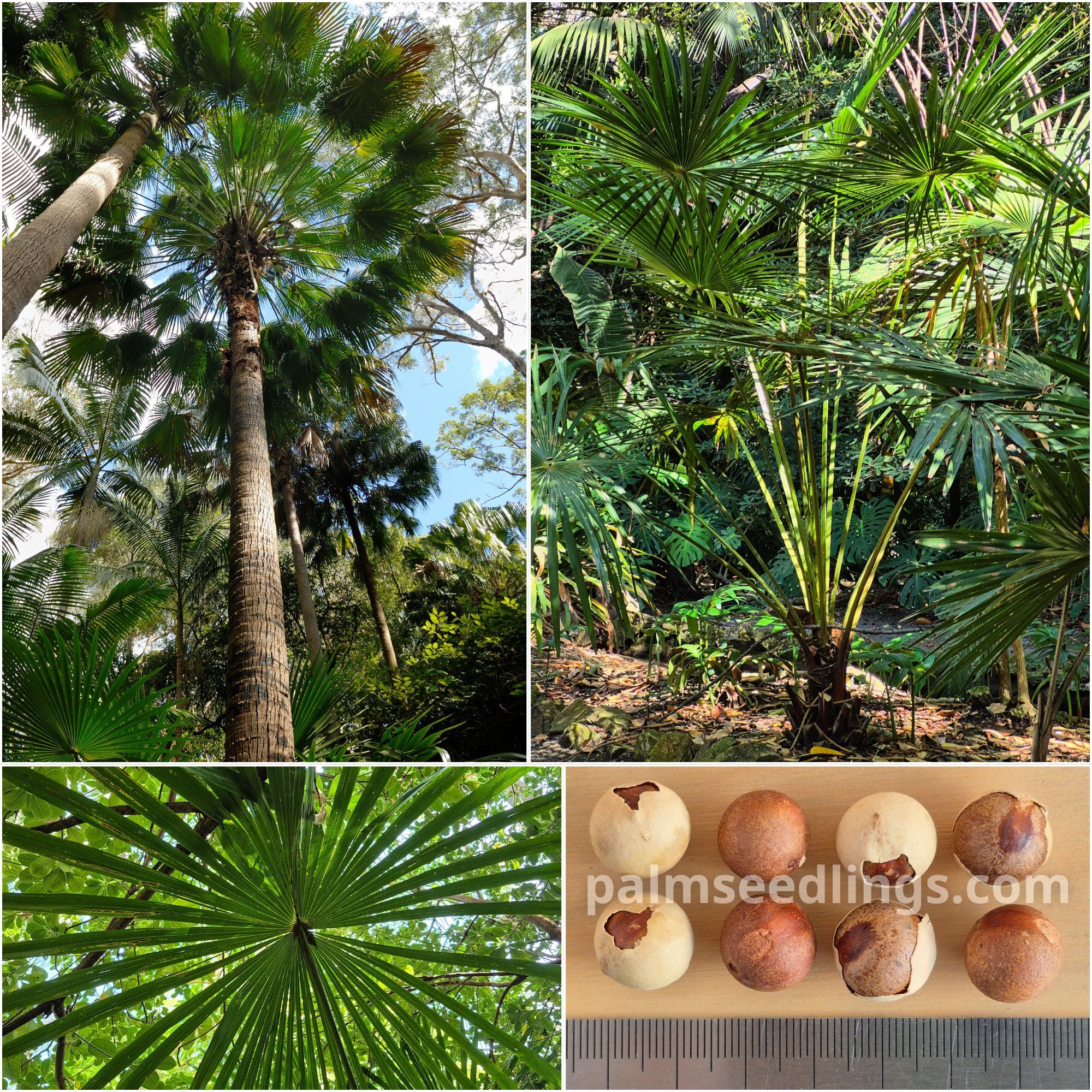 Livistona australis Australian Cabbage Fan Palm Seeds