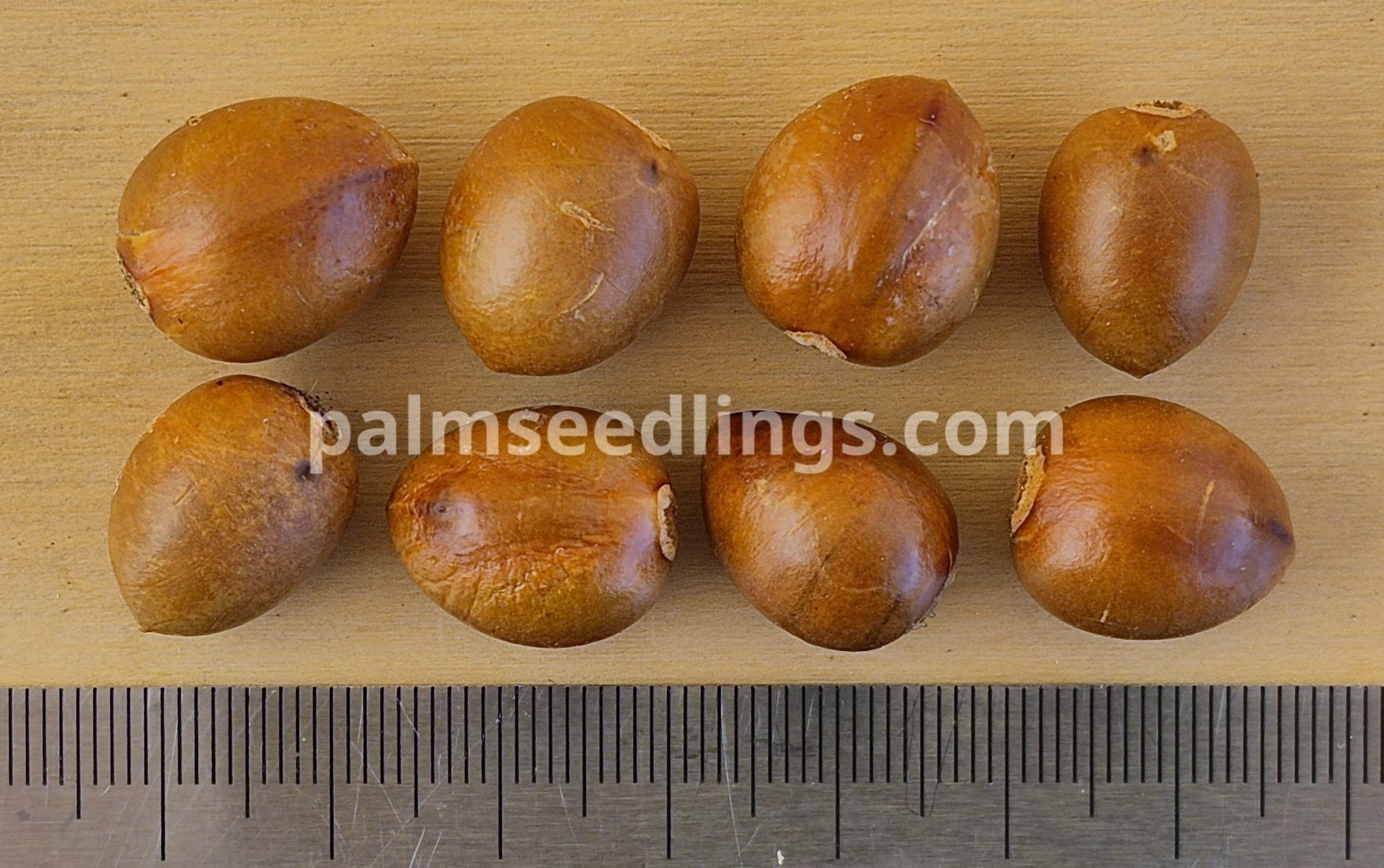 Pritchardia hillebrandii Hawaii Fan Palm Seeds