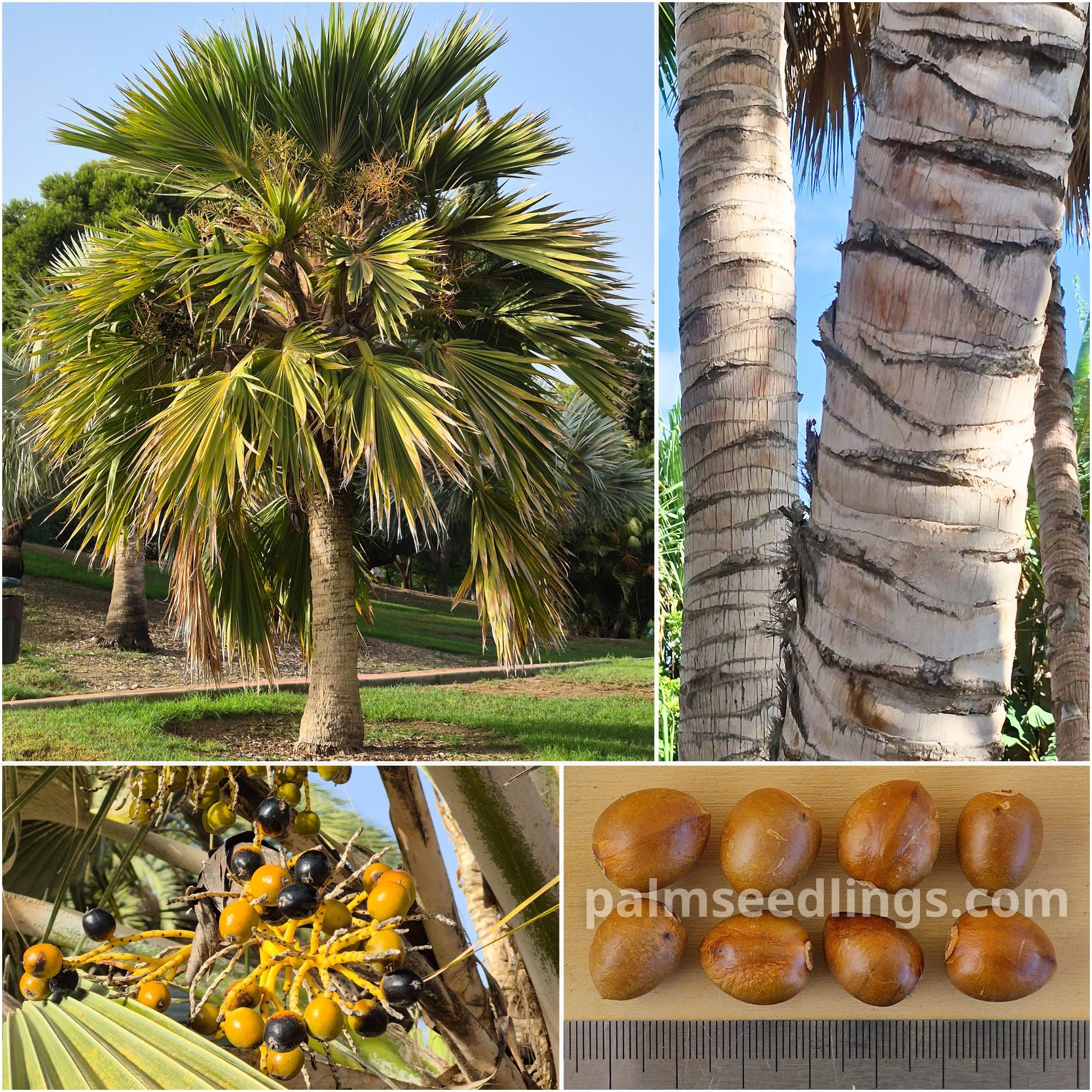 Pritchardia hillebrandii Hawaii Fan Palm Seeds