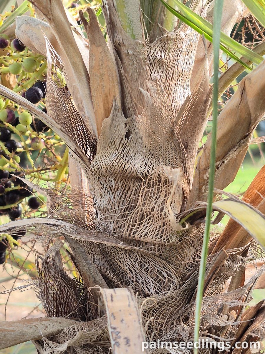 coccothrinax argentata crown detail