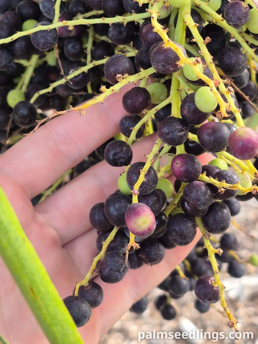 coccothrinax argentata fruits closeup