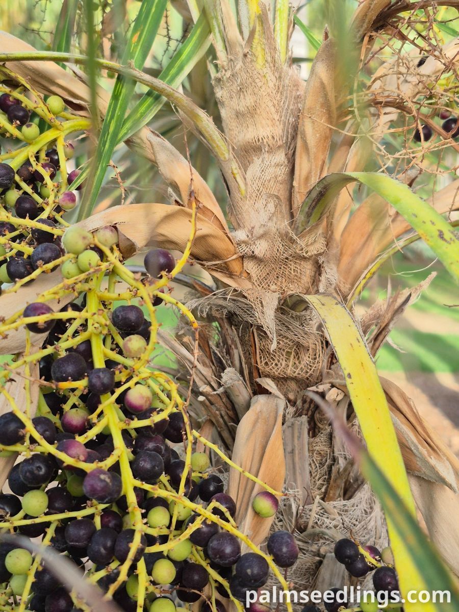 coccothrinax argentata fruits