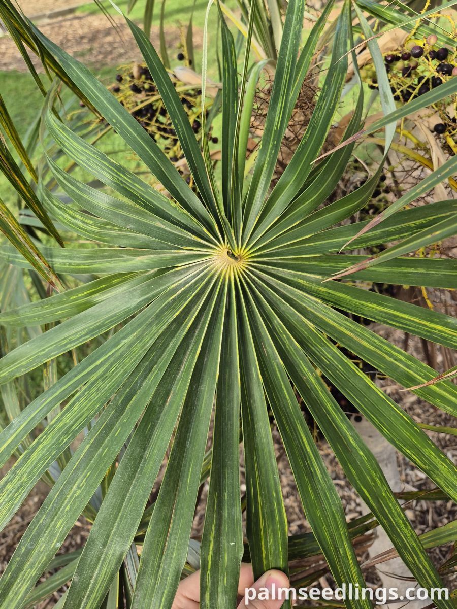 coccothrinax argentata leaf detail