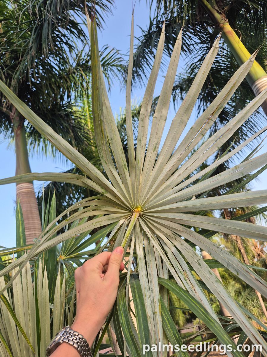 coccothrinax argentata leaf underside silvery