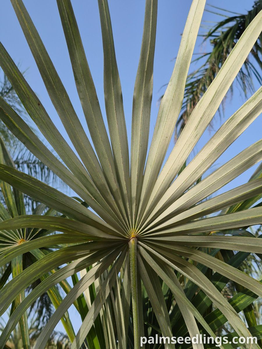 coccothrinax argentata leaf underside silvery
