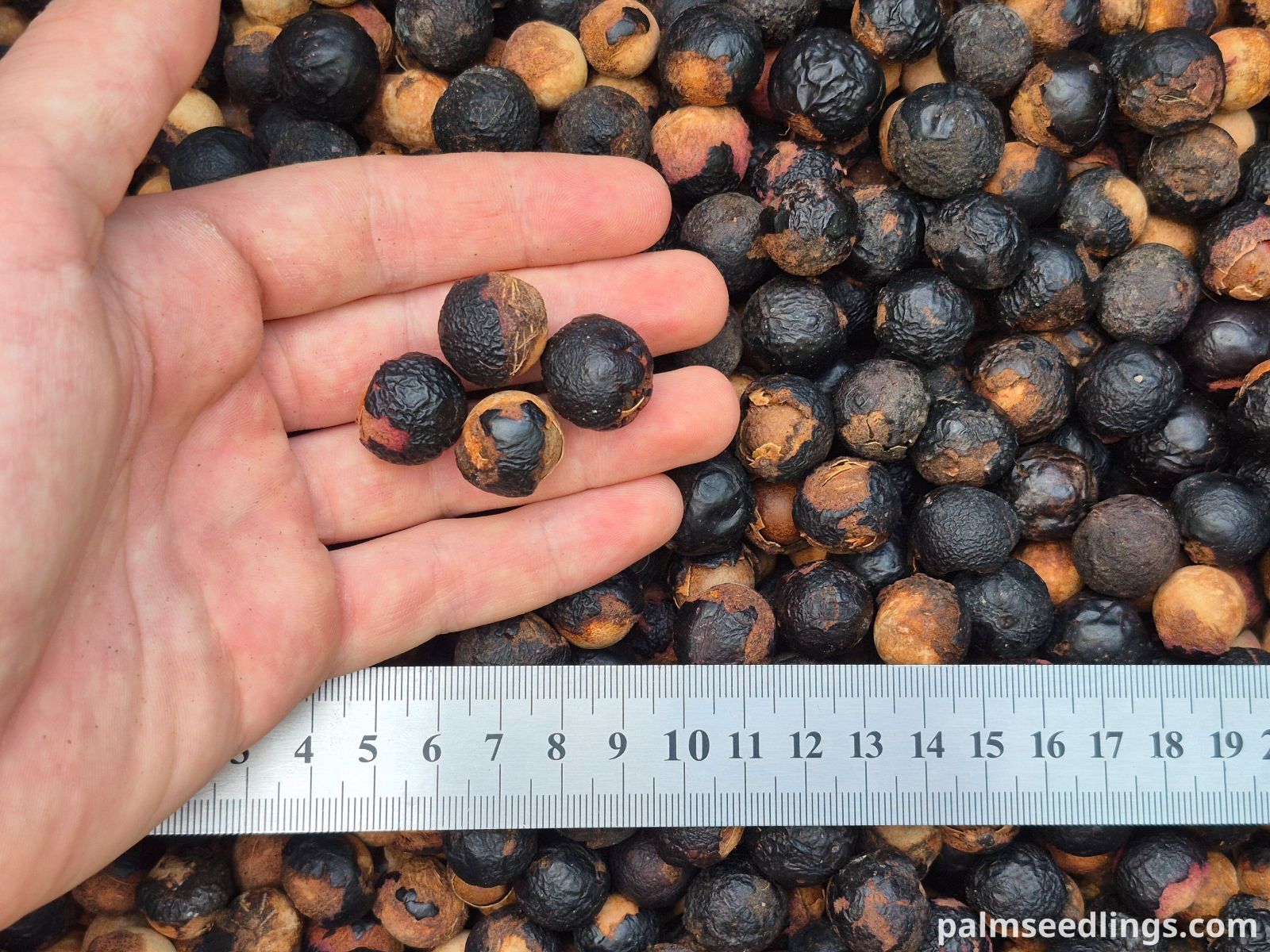 livistona australis fruits
