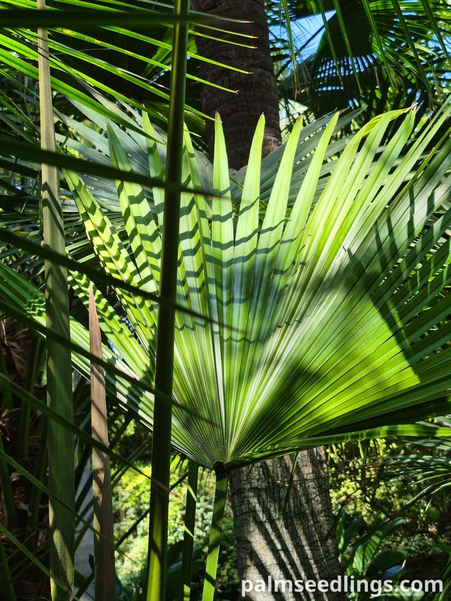 livistona australis leaf
