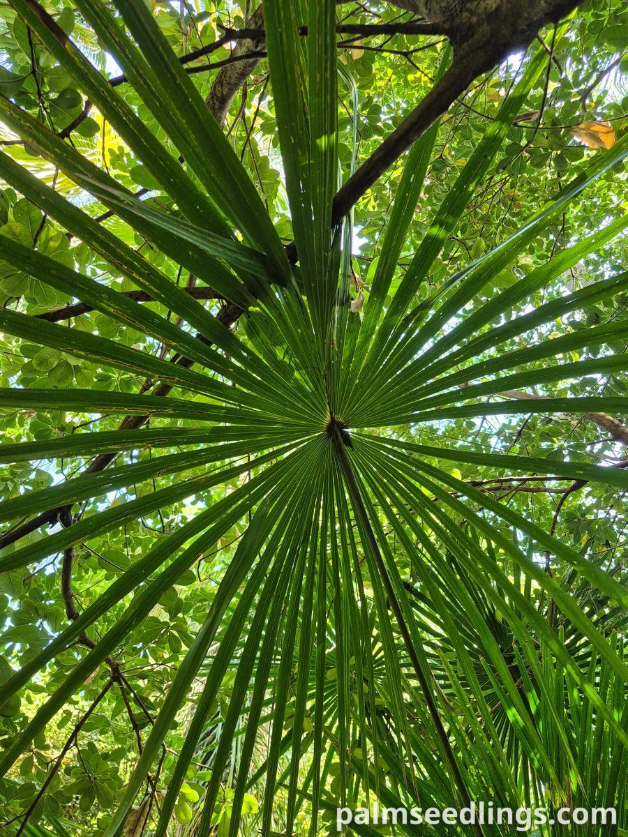 livistona australis leaf underside