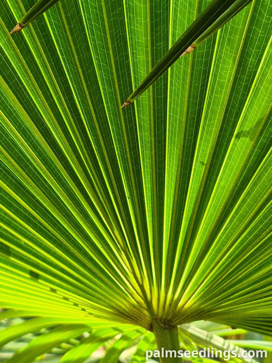 livistona australis leaf underside
