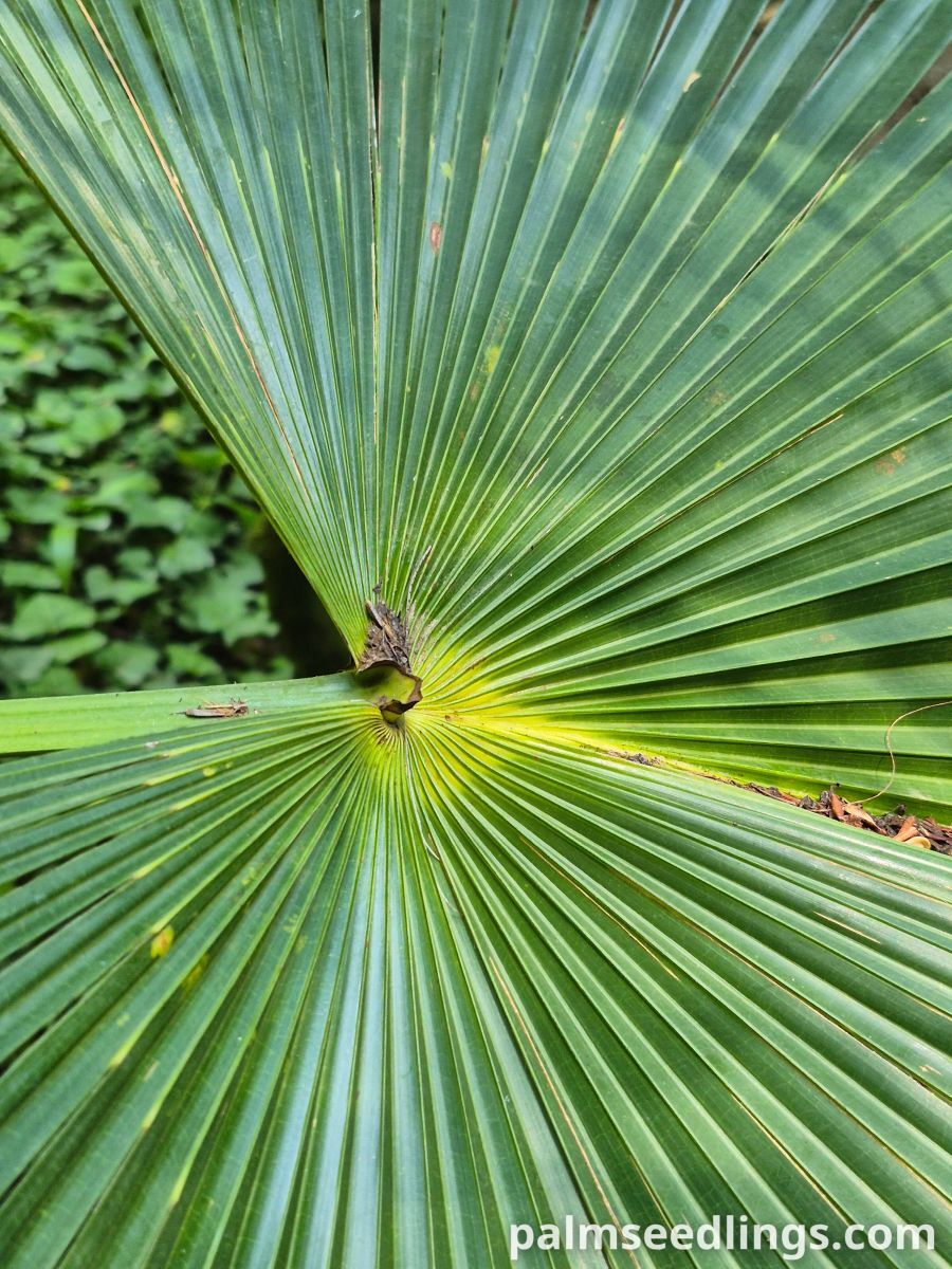 livistona australis leaf