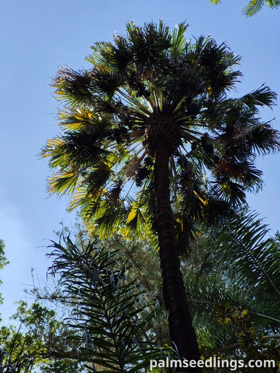 livistona australis mature palm tree