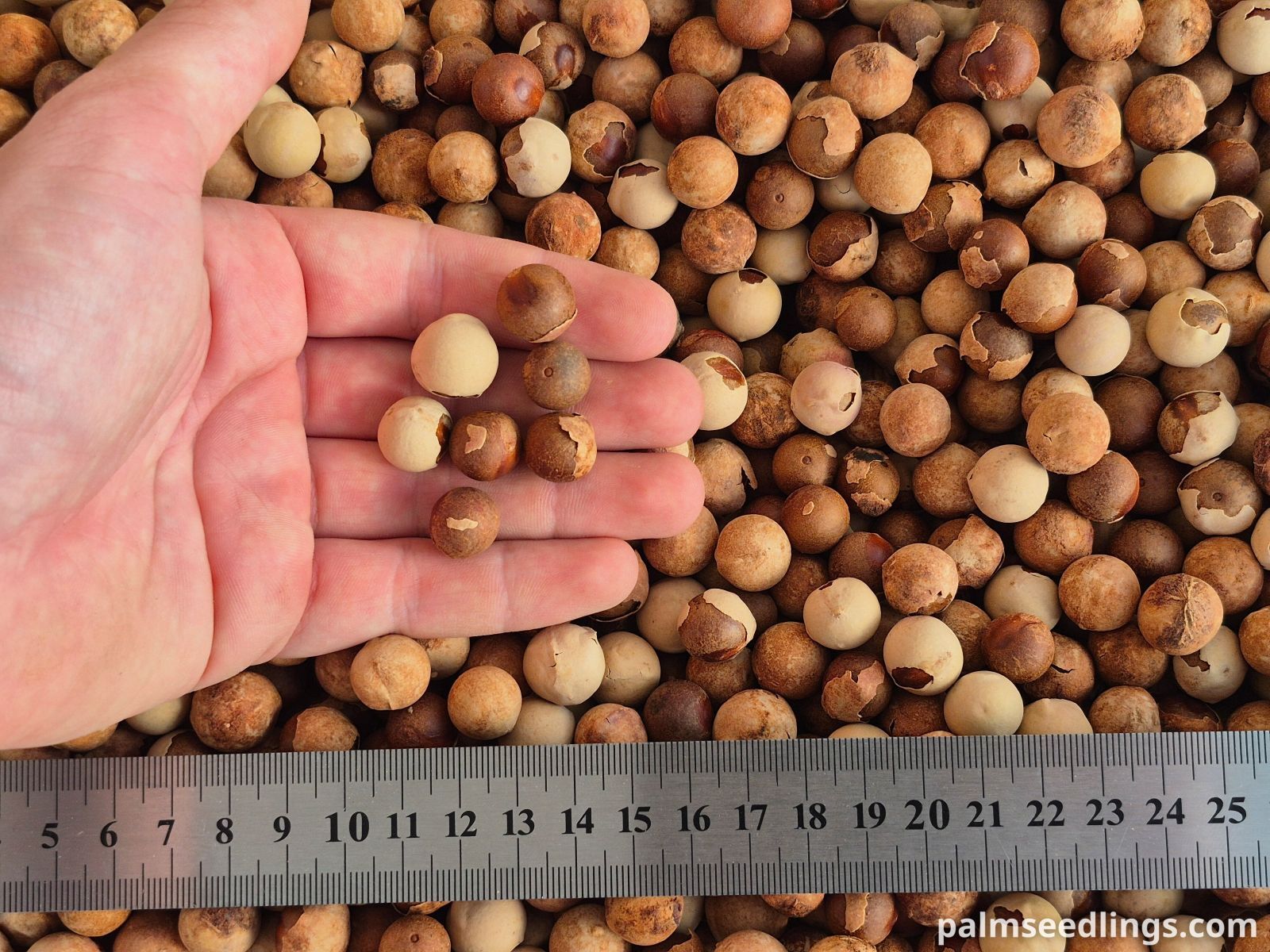 livistona australis seeds