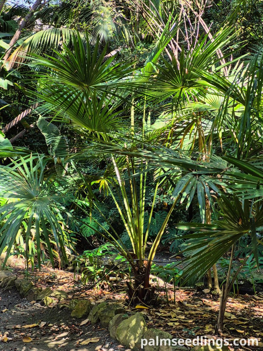 livistona australis young palm tree