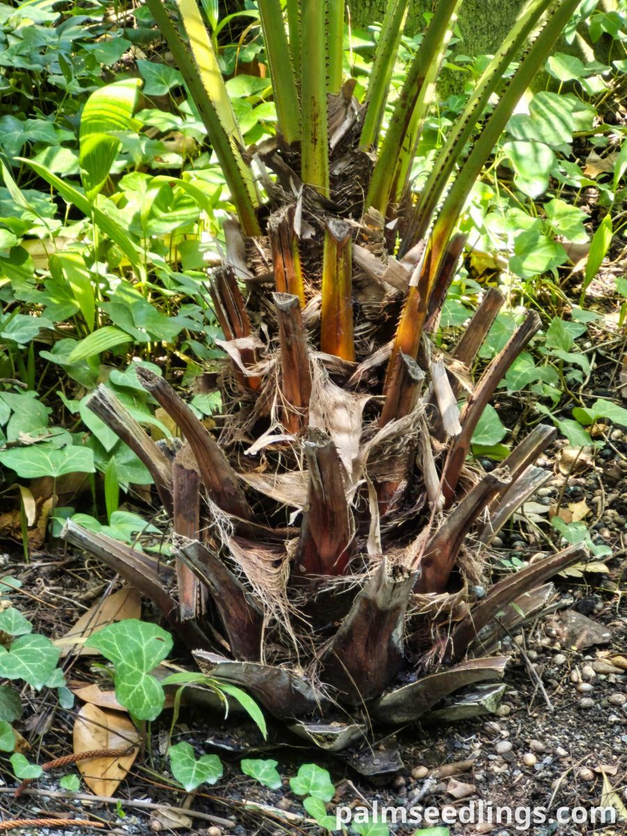 livistona australis young palm trunk