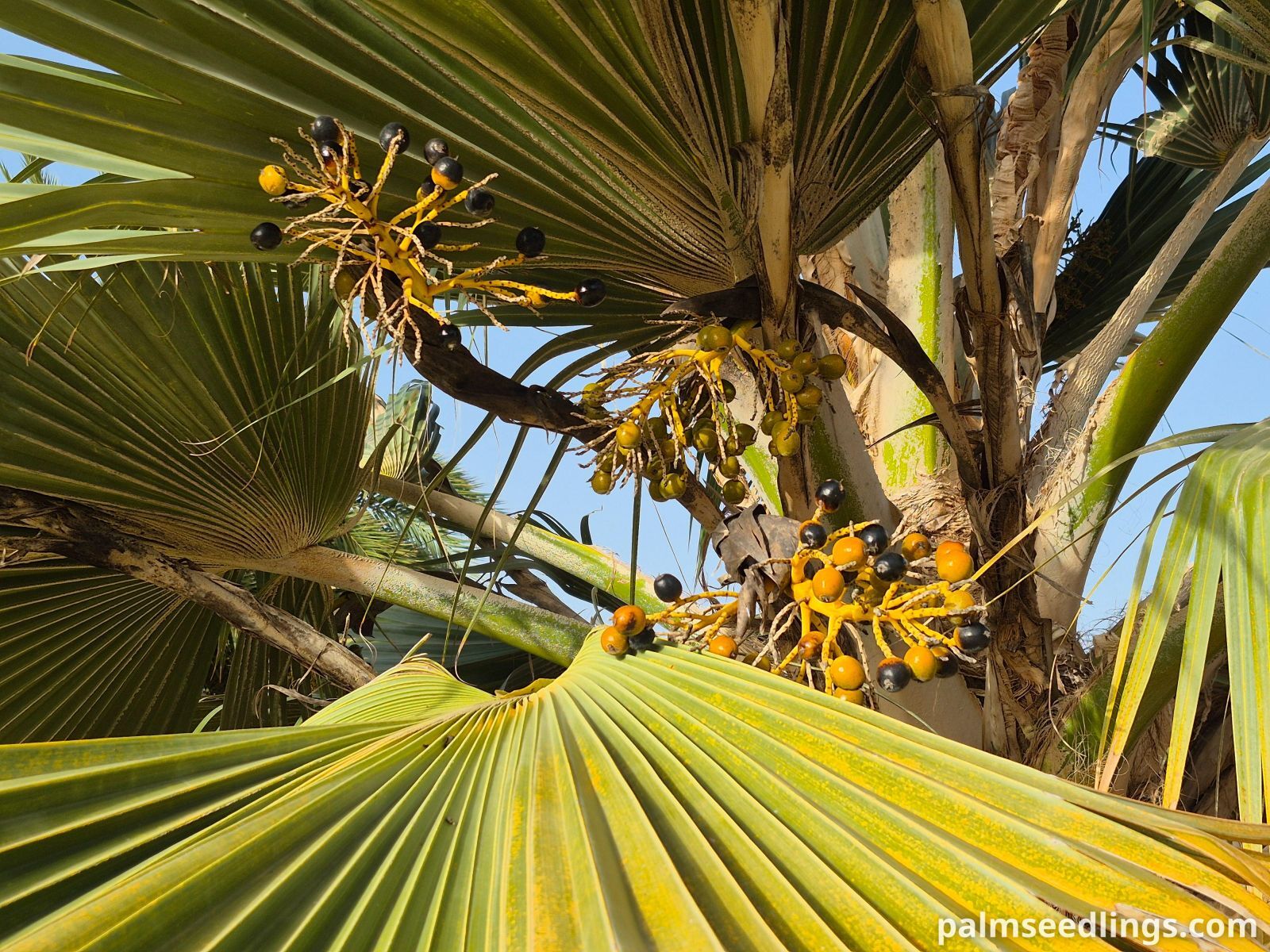 pritchardia hillebrandii fruits on palm