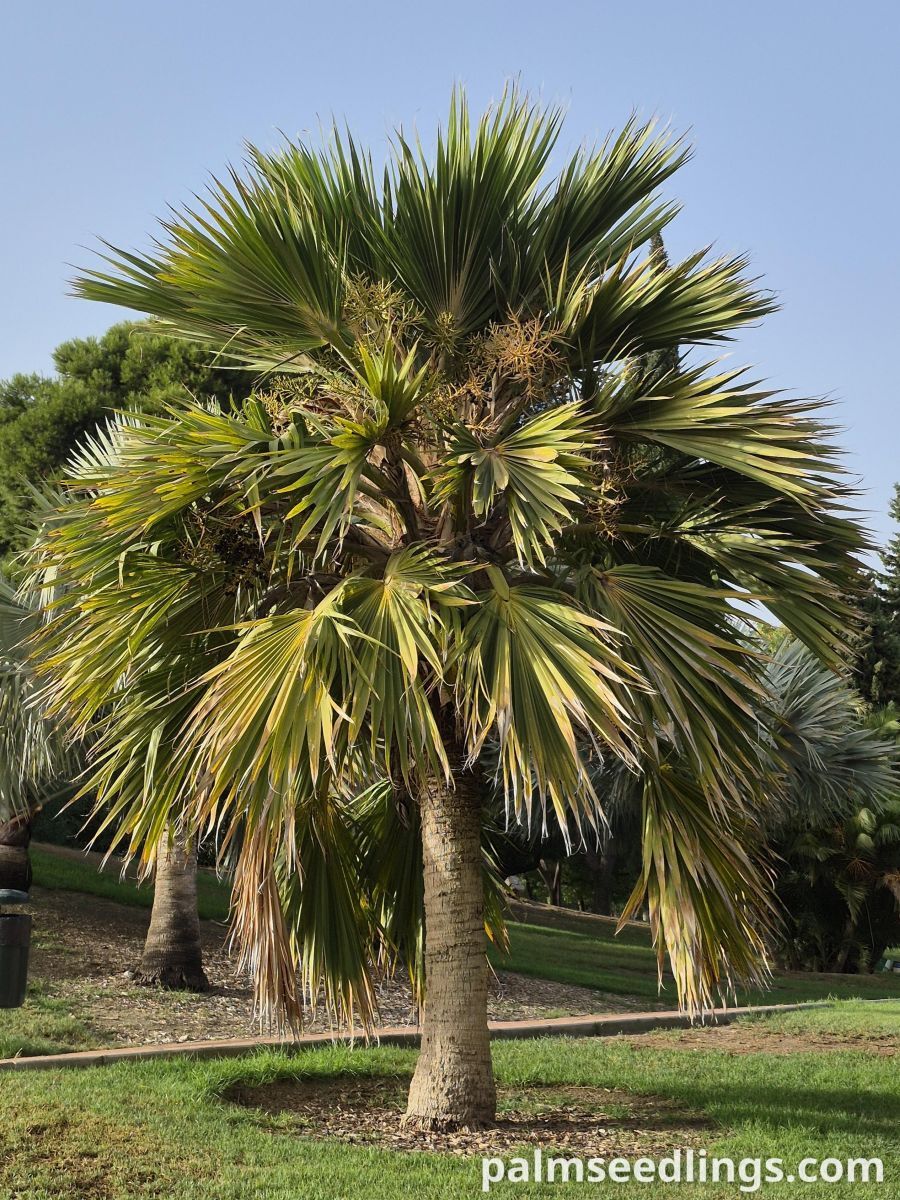 pritchardia hillebrandii mature palm tree