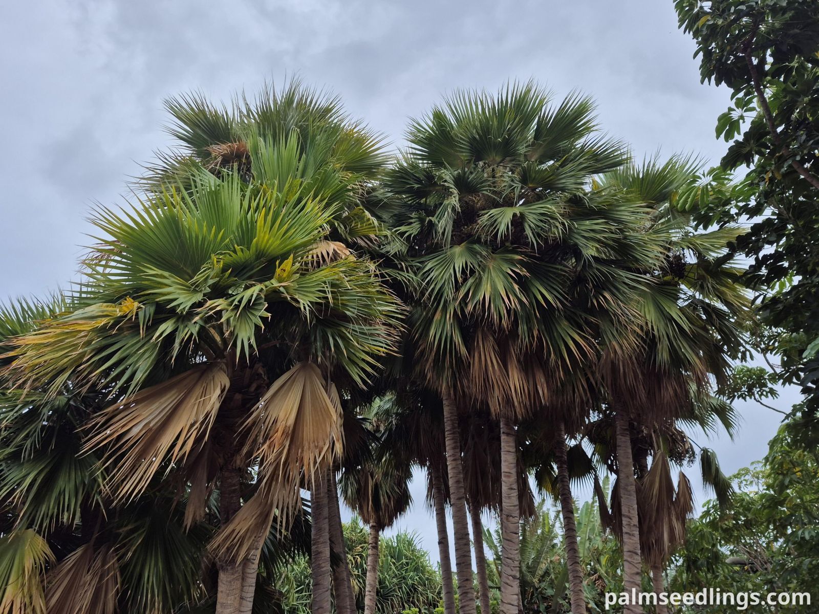 pritchardia hillebrandii palm group