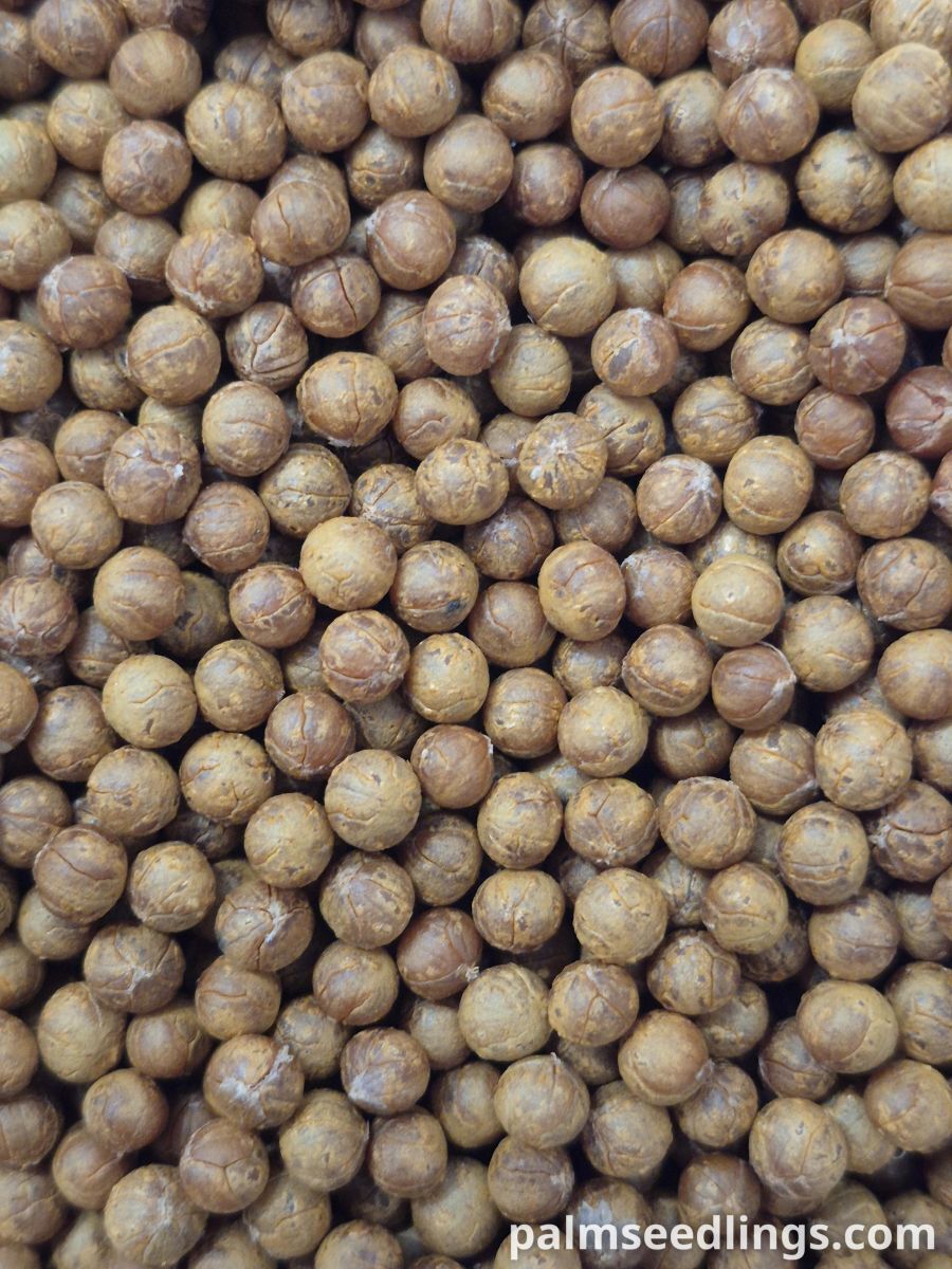 silver thatch palm seeds