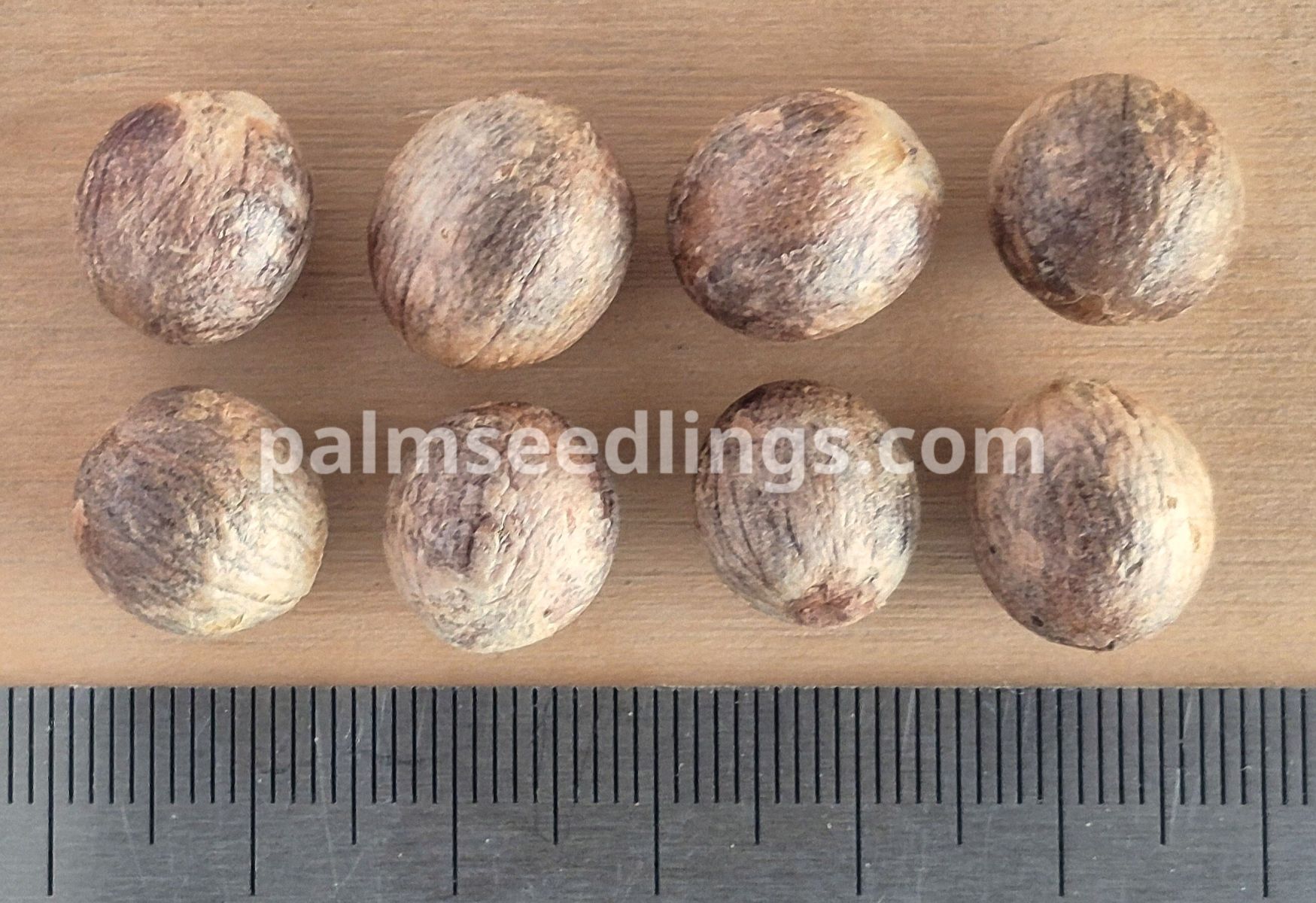 Trithrinax campestris Argentian Caranday Palm Seeds