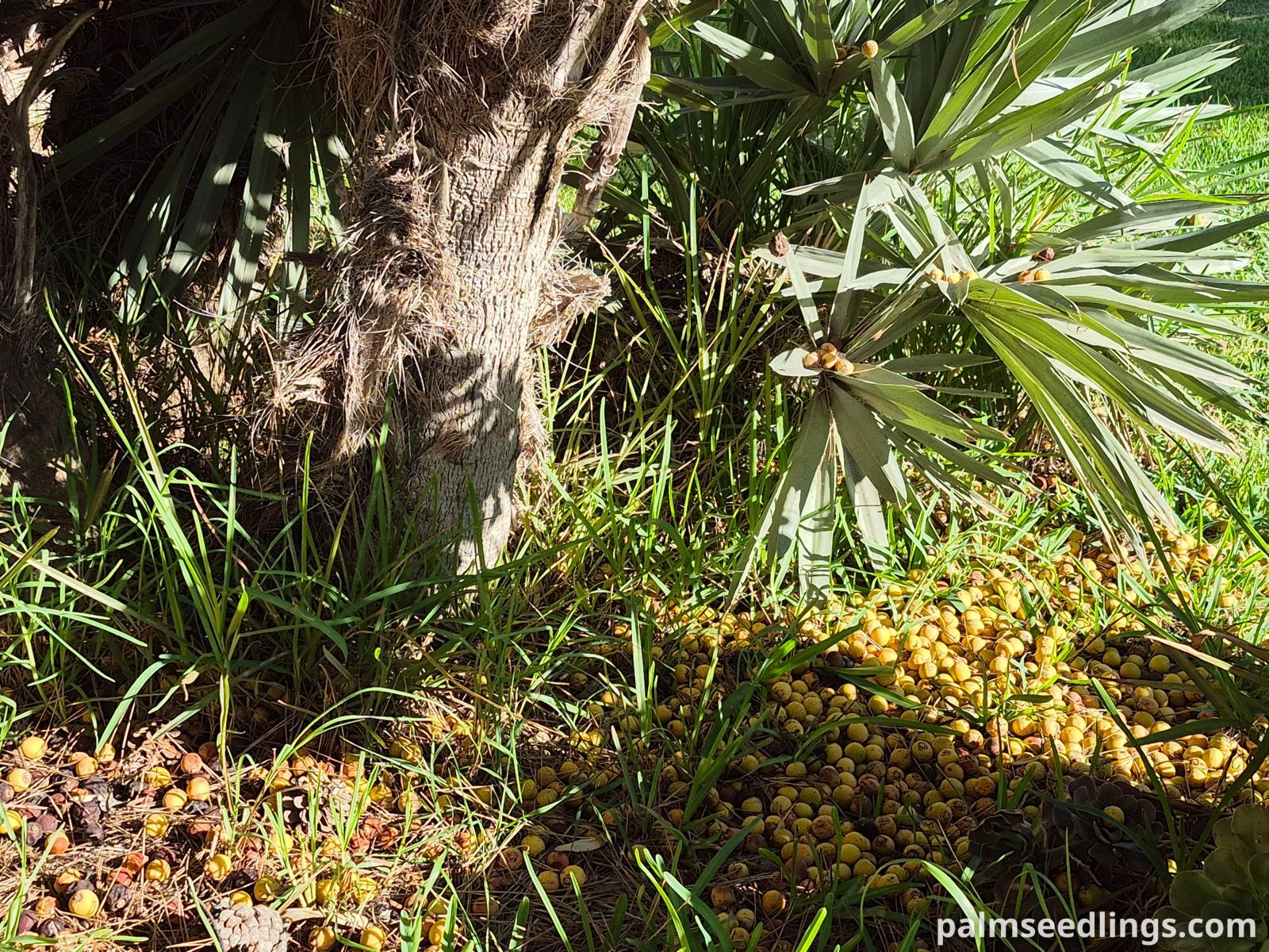 argentian caranday palm fruits