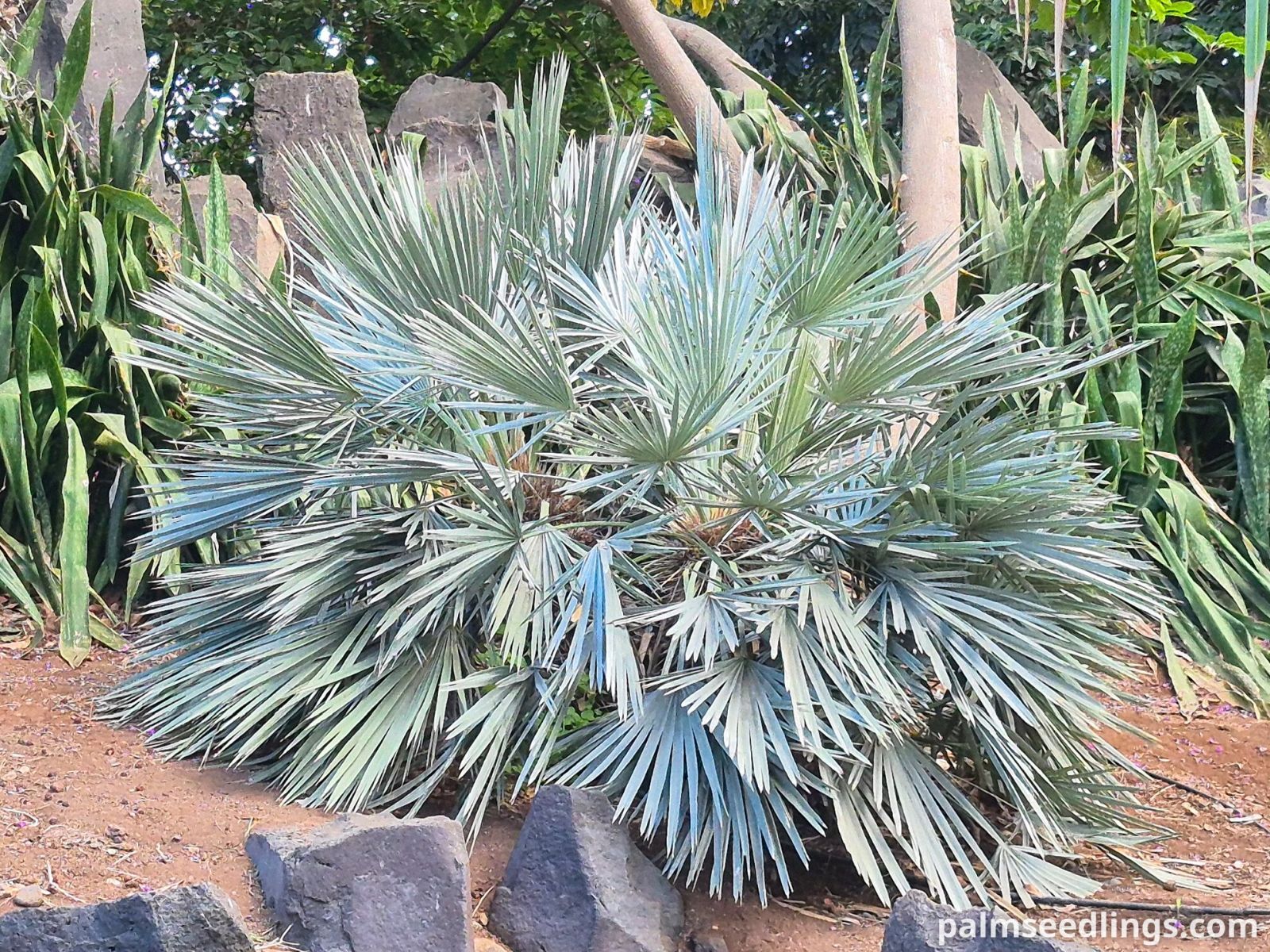 argentian caranday palm trees