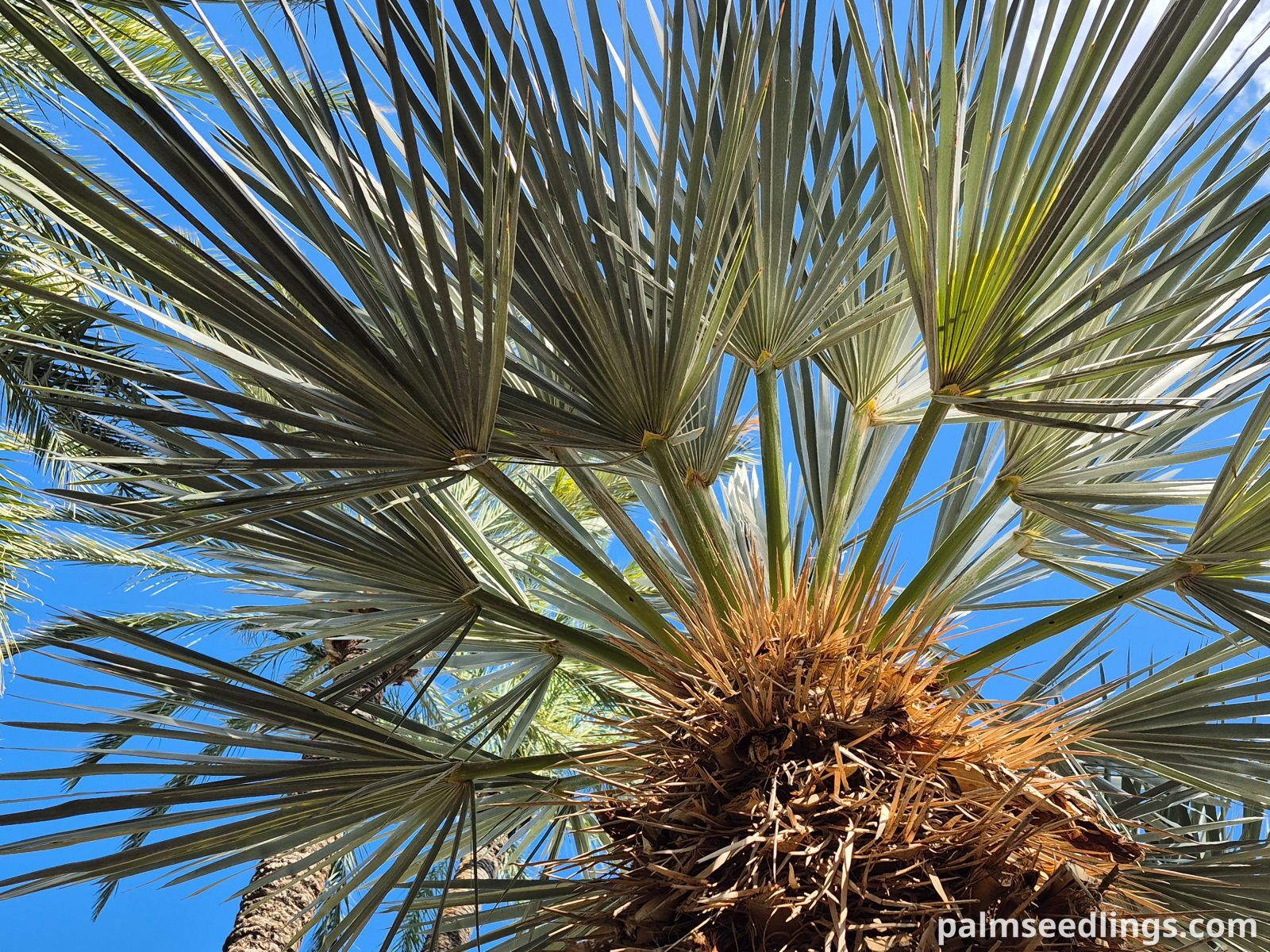 argentian caranday palm